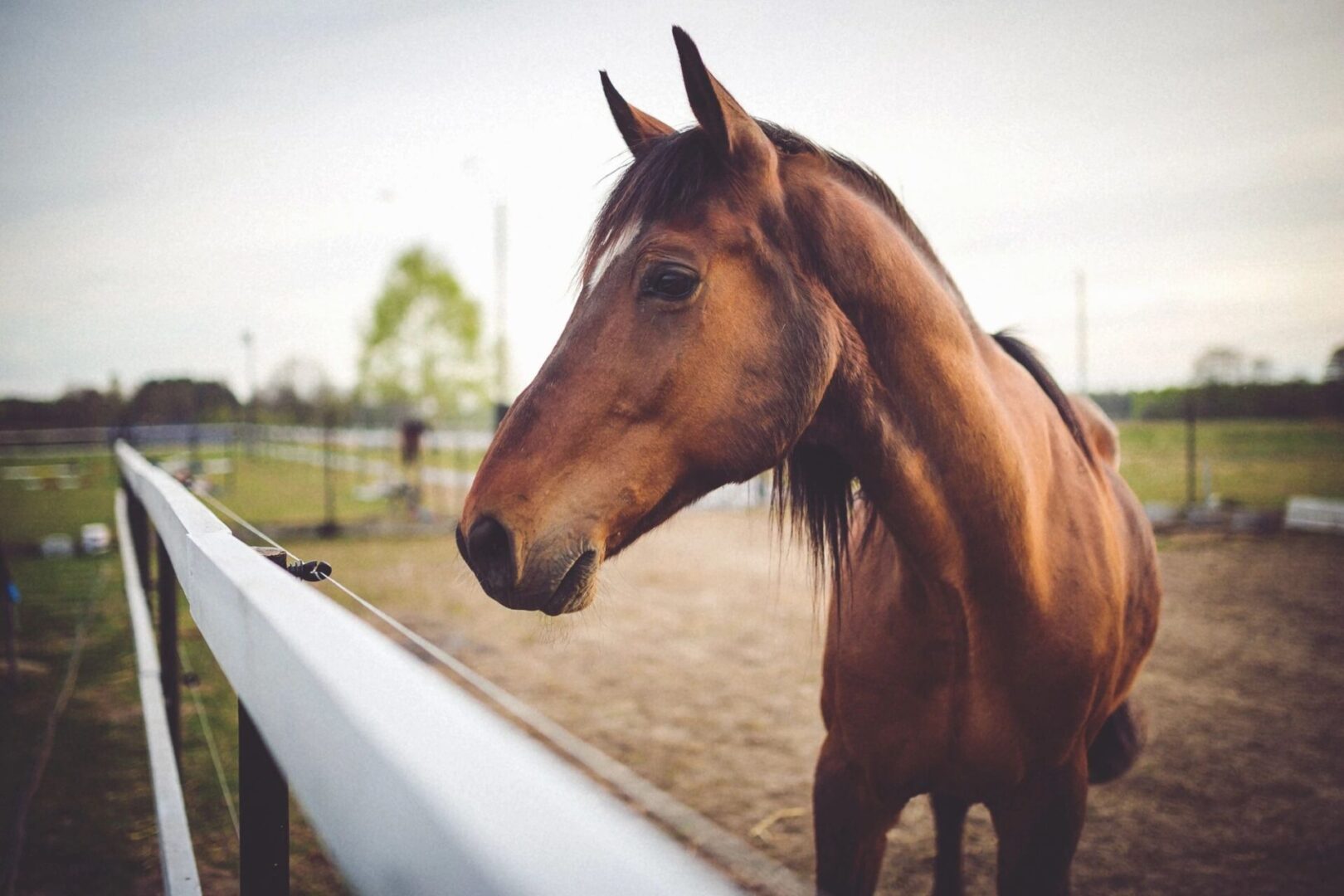 Rother Horsemanship