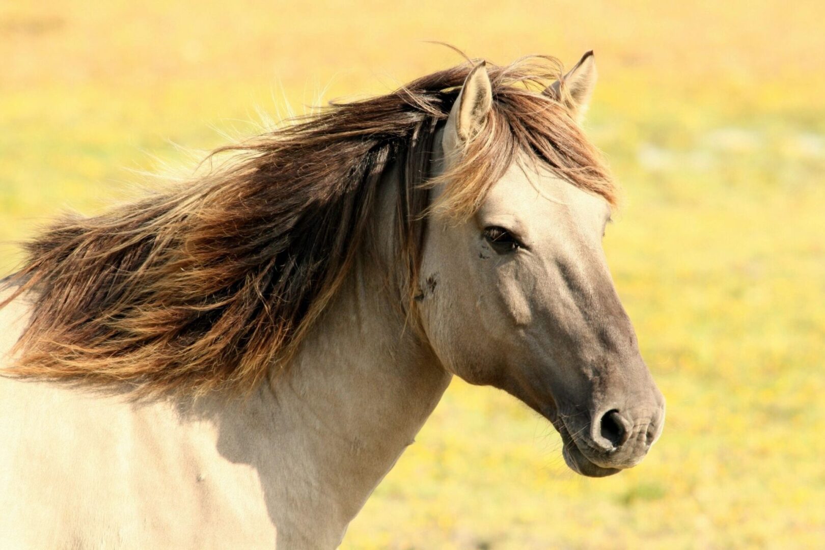 Rother Horsemanship